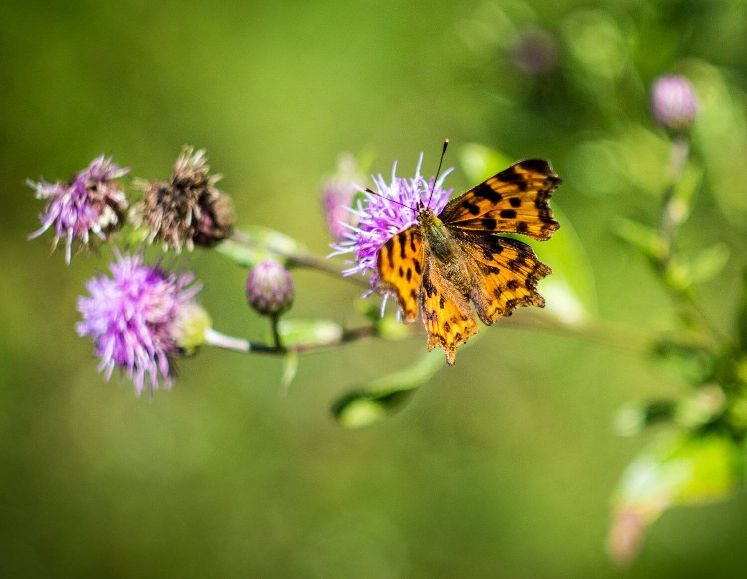 , Руслан Востриков