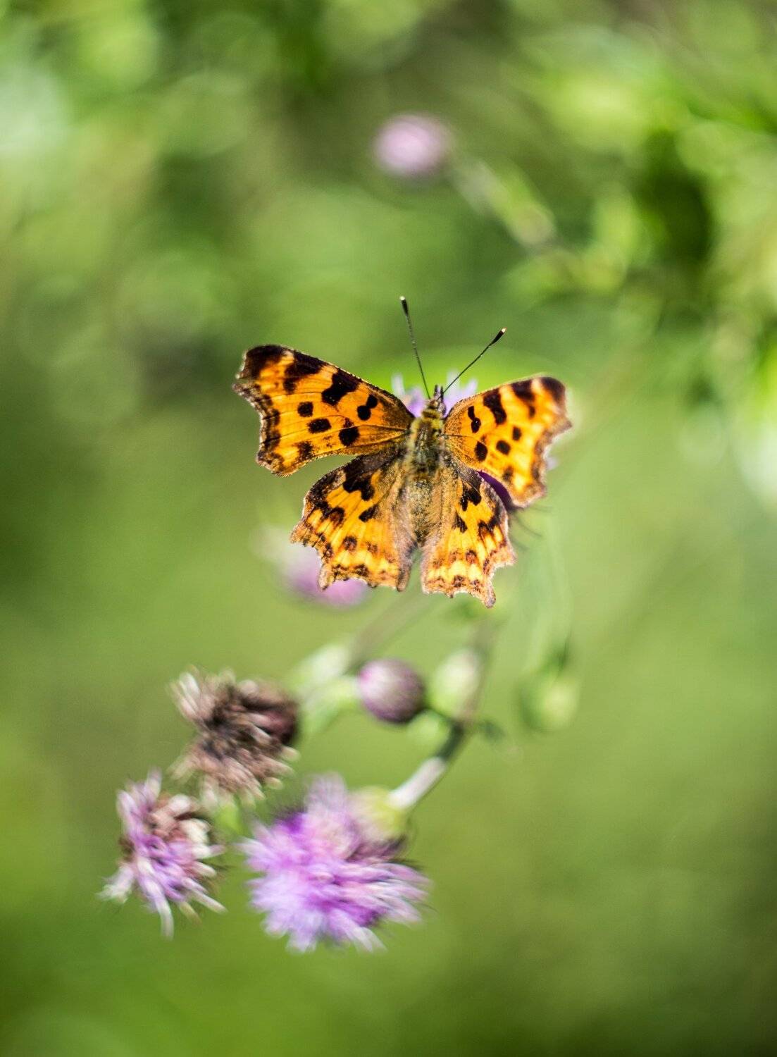 , Руслан Востриков