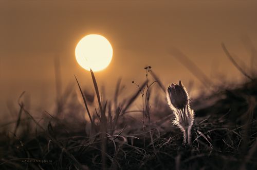 pulsatilla grandis ..