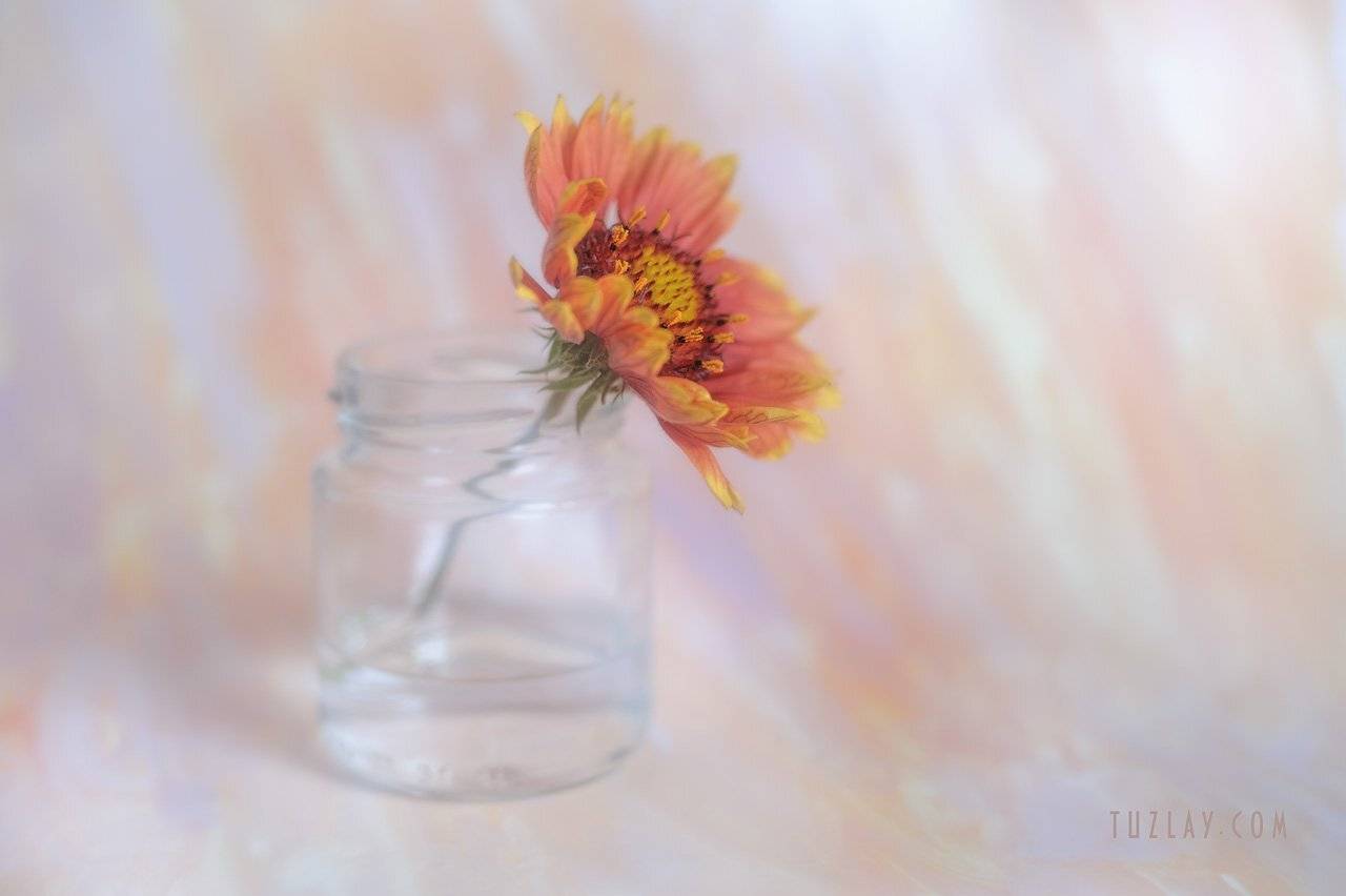 лето в банке, оранжевый цветок, гайлардия, Владимир Тузлай