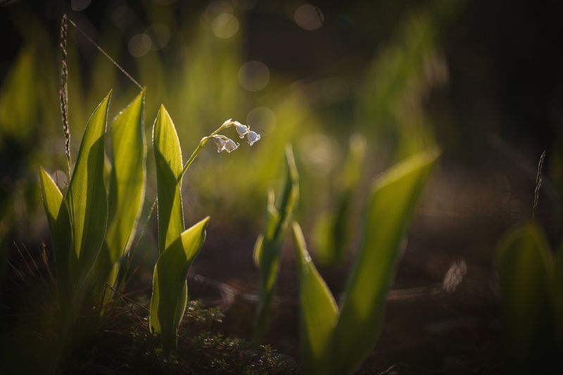 ландыши,макро Весенний звон фото превью