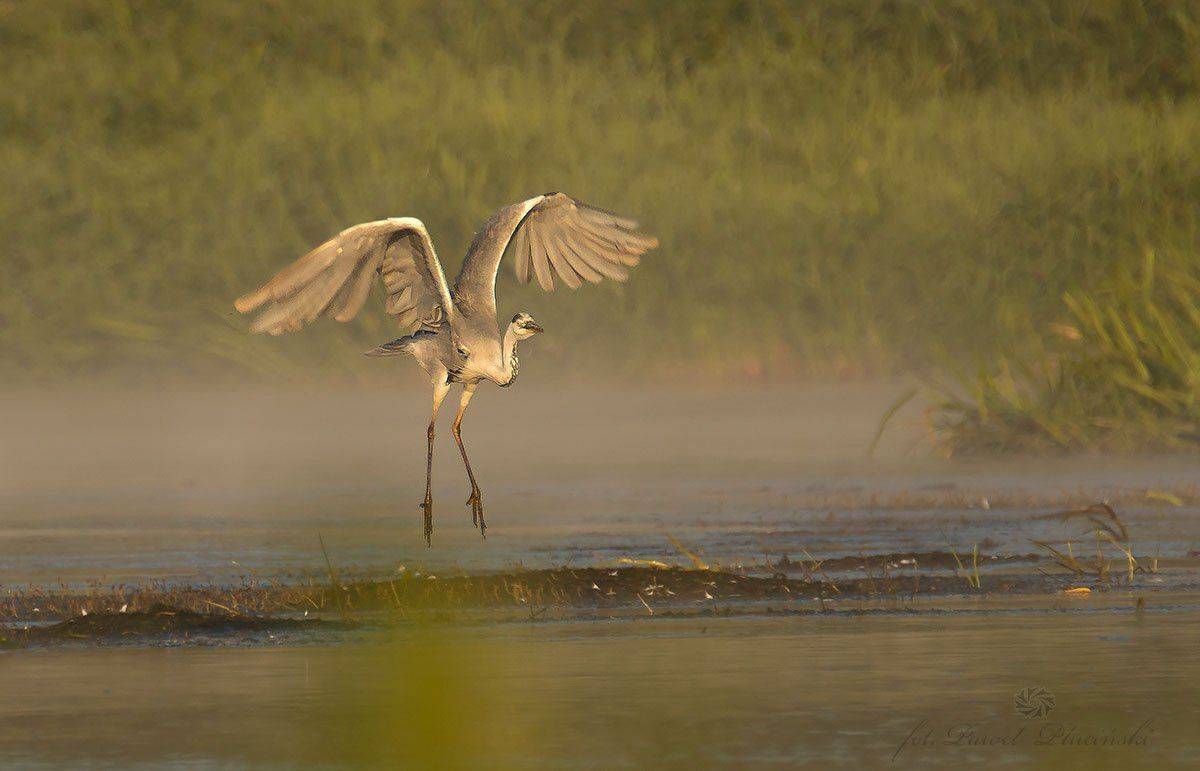 , Pawel Plucinski