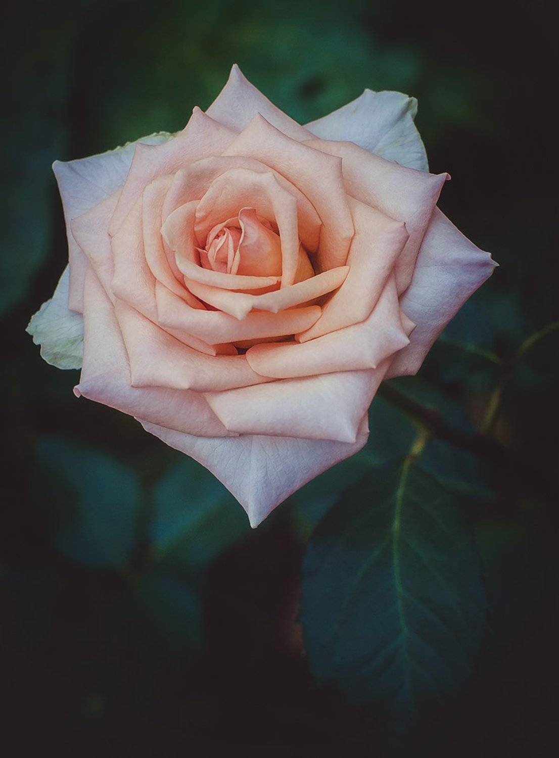 , Лана Тополева