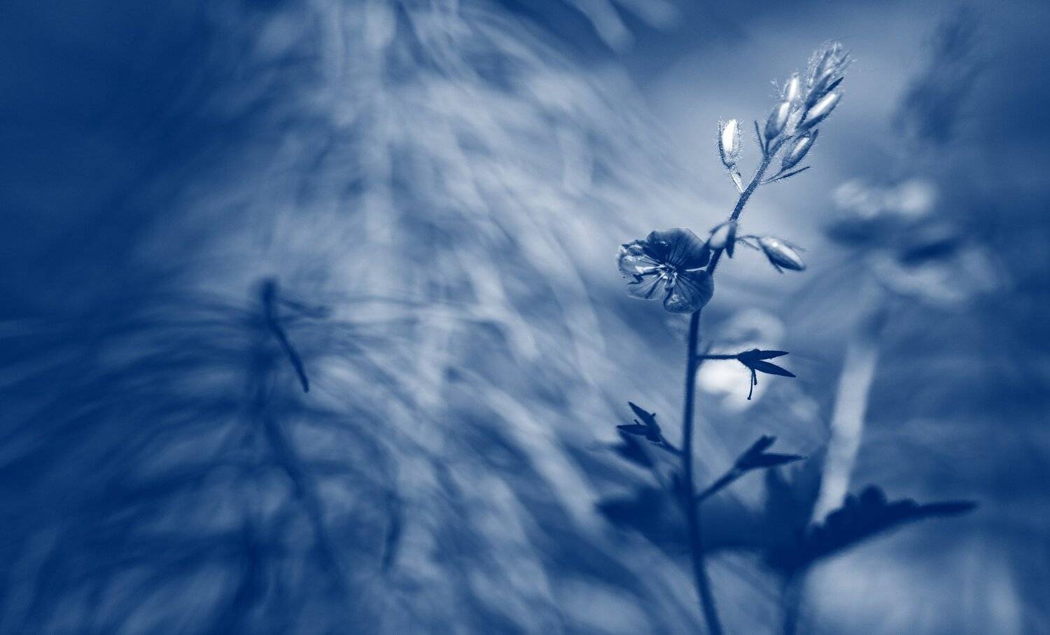 , Sixten ( Сергей )