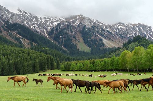 В горах Киргизии