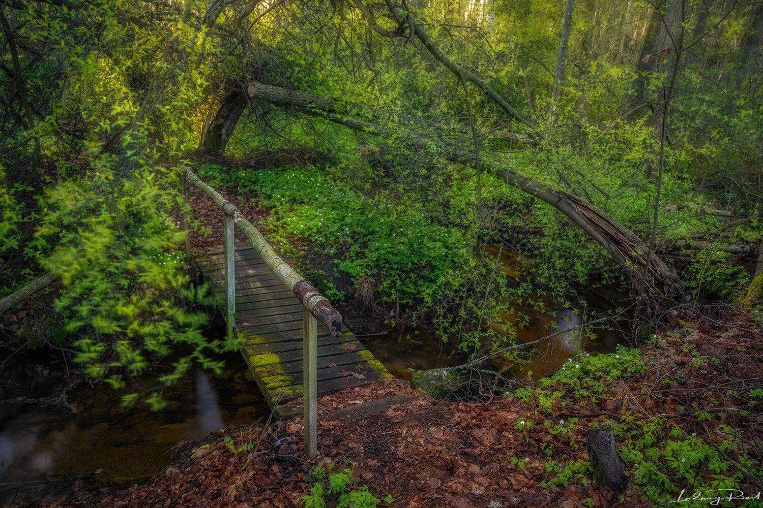 anemone, anemone nemorosa, birch, bourn, bridge, brook, bushes, chaos, coppice-wood, forest, forest flower, green, hampetorp, leaves, light rays, moss, nature reserve, nordic light, outdoors, path, rill, root, scandinavia, shrubs, spring, spring flower, s, Ludwig Riml