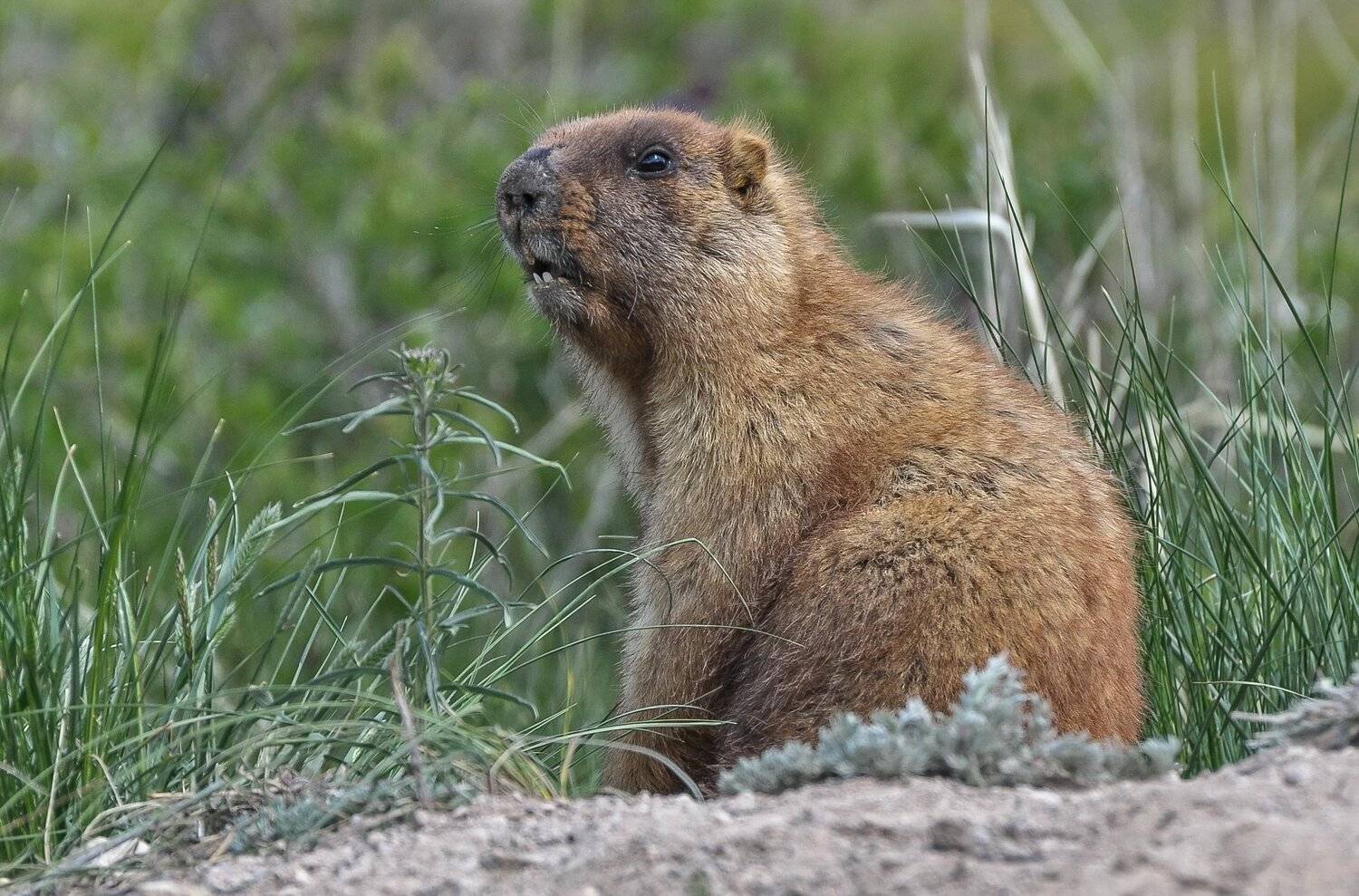 сурок, Евгений Дроботенко