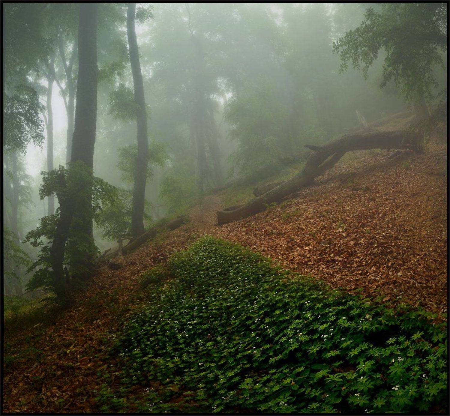 , Владимир Метцгер