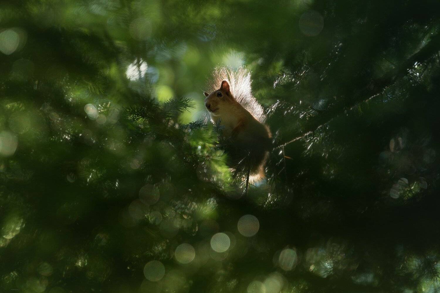 природа, лес, животные, птицы, Дмитрий Посевич