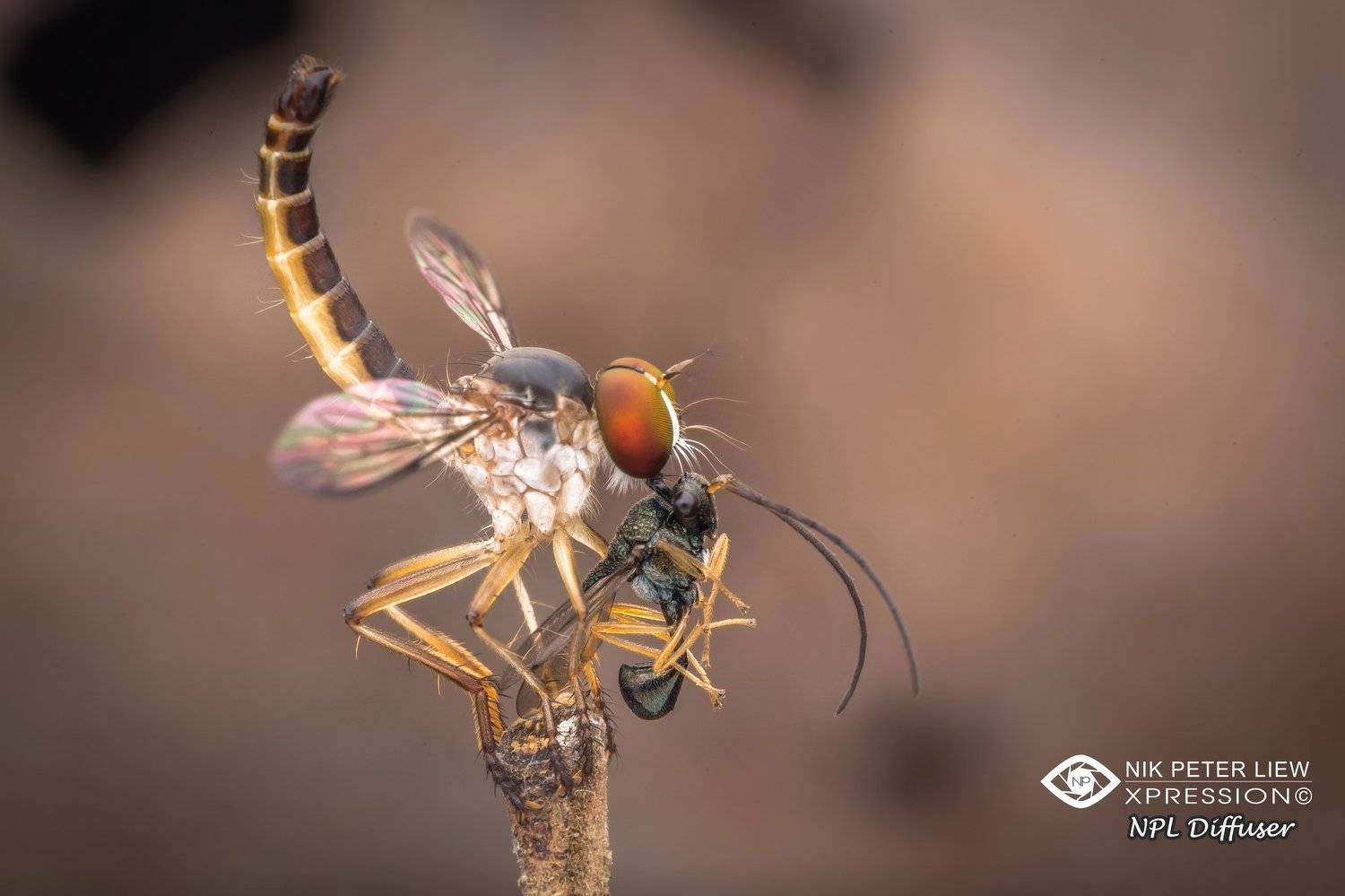 #robberfly, #eucharitid, wasp, #nature, #npl, Nik Peter Liew