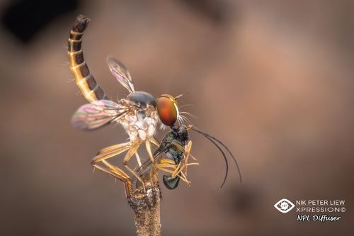 Super Hunter Fly with Prey