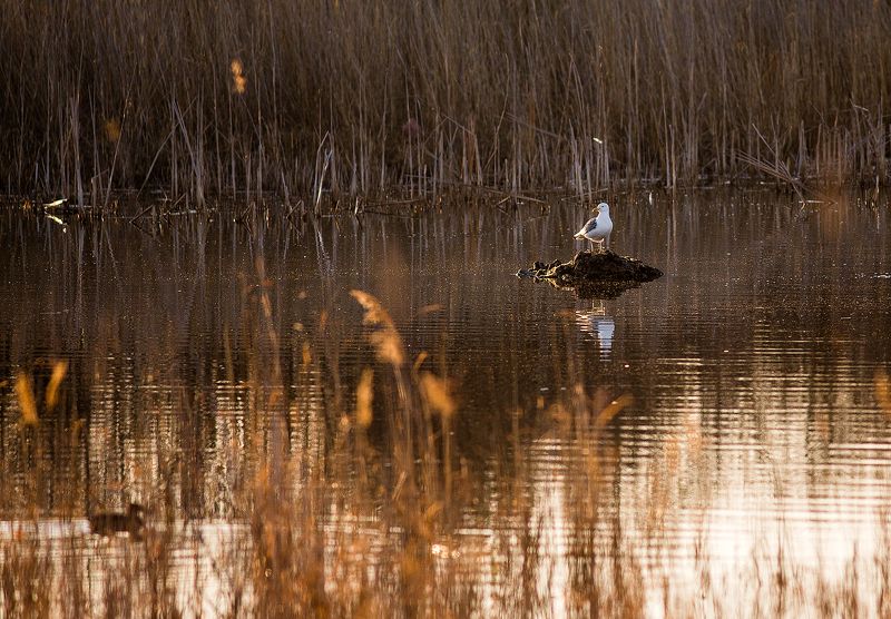 На рассвете фото превью