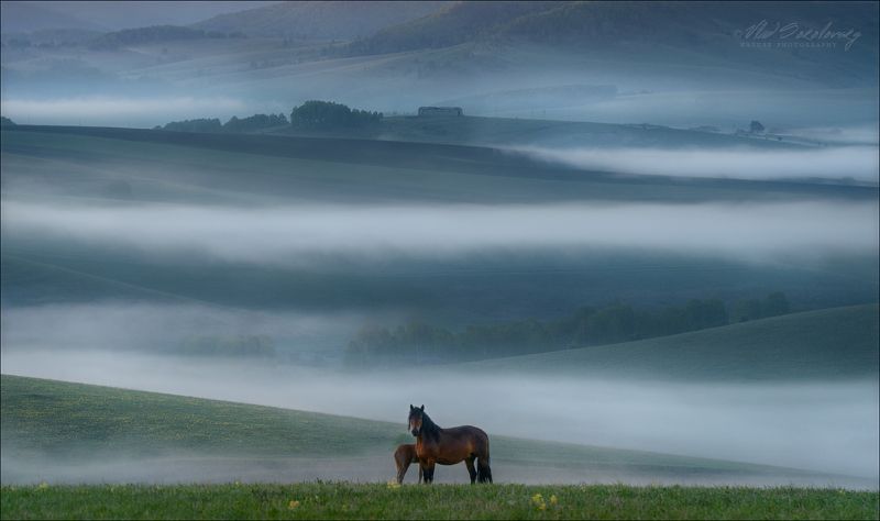Ходят кони ... фото превью