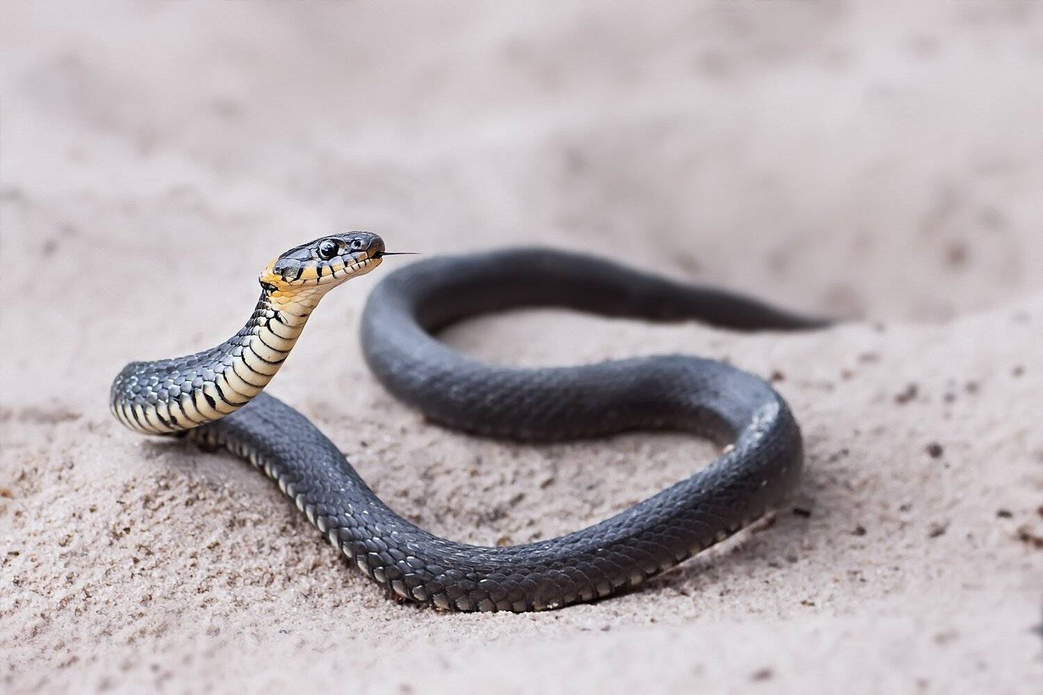 змея,трава,дерево,ветка,лист,зелень,свет, Юрий Котов