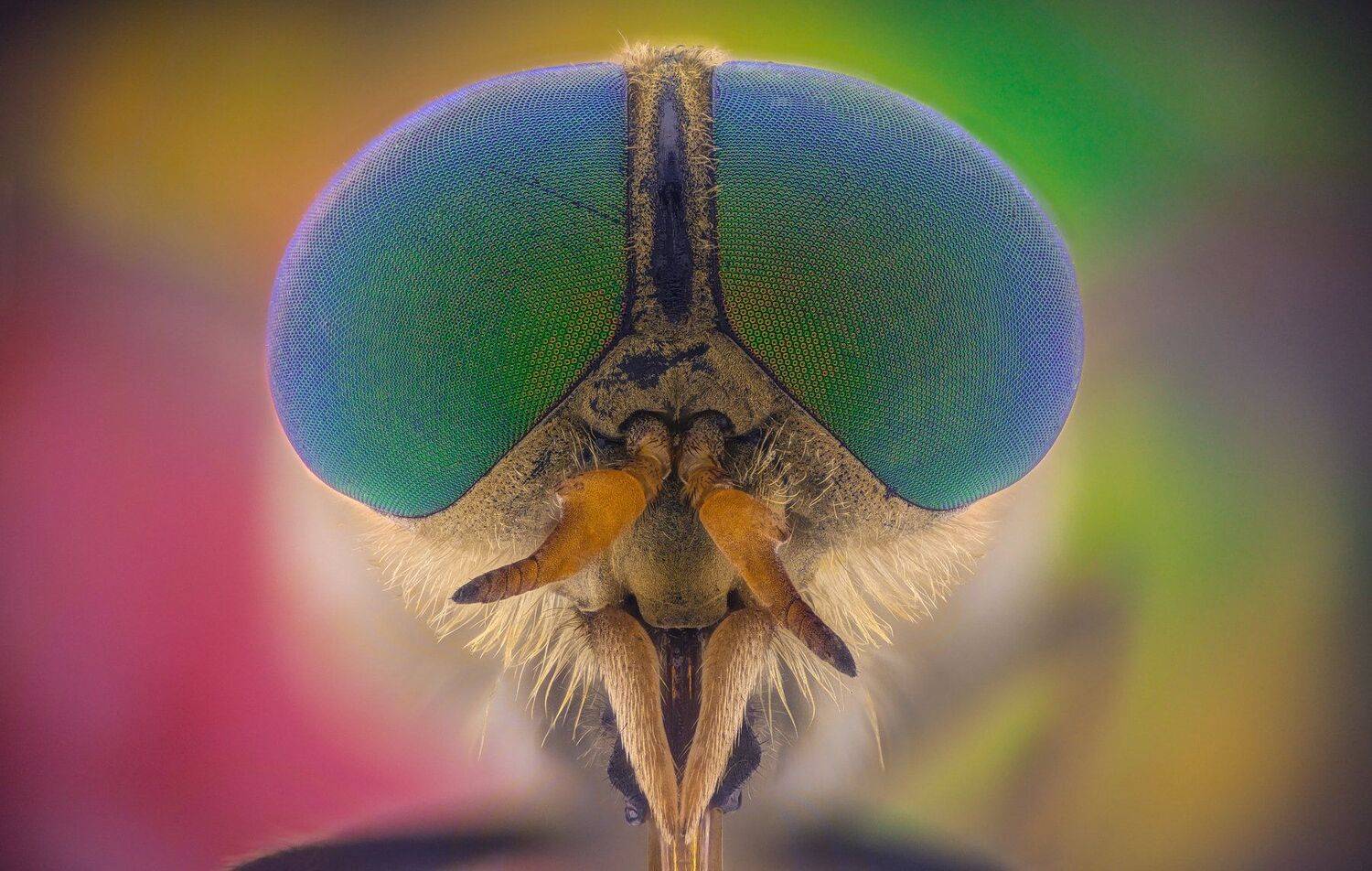 ceclii, macro, extrememacro, Tsvetan Ganev