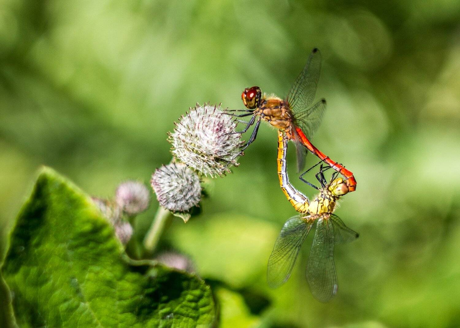 , Руслан Востриков