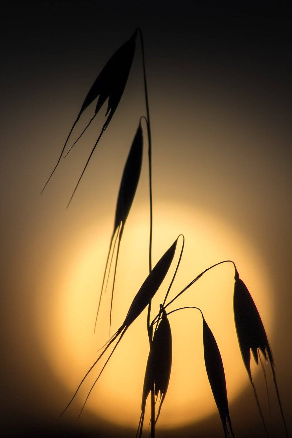 , Руслан Востриков