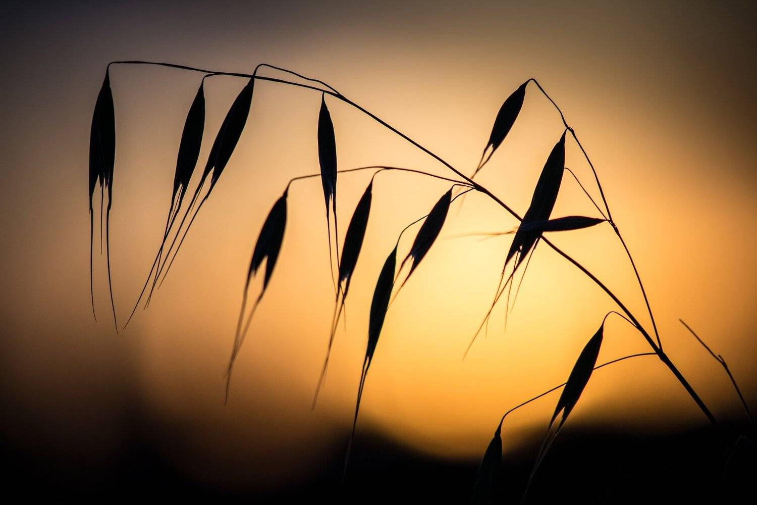 , Руслан Востриков