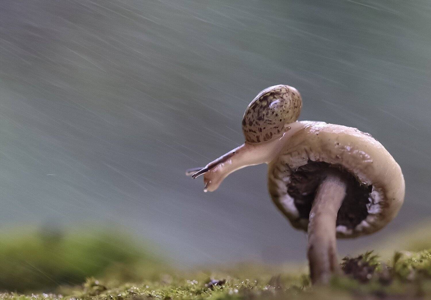 улитка, гриб, дождь, макро, макрофото, snail, rain, mushroom, macro, macrophoto, macronature, nature, wildlife, природа, мох, Людмила Гудина