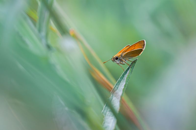 Калейдоскоп причуд фото превью