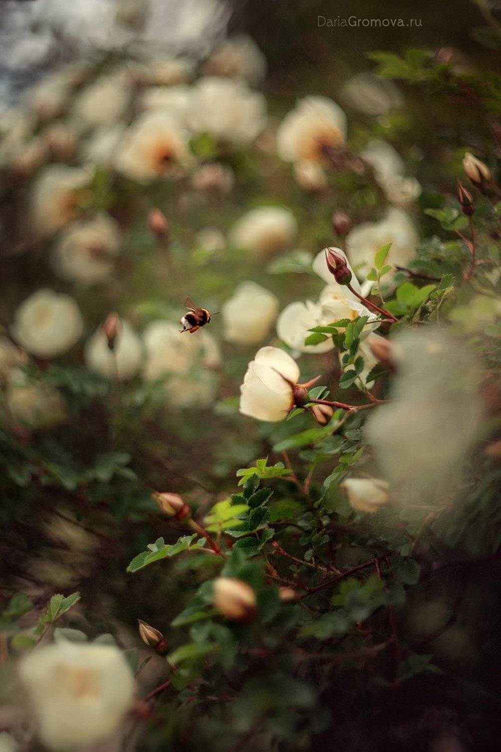 боке, ручной обьектив, мануальная оптика, фотограф, фотосессия, натюрморт, фото, блики, цветы, гелиос, макро, шмель, природа,, Дарья Громова