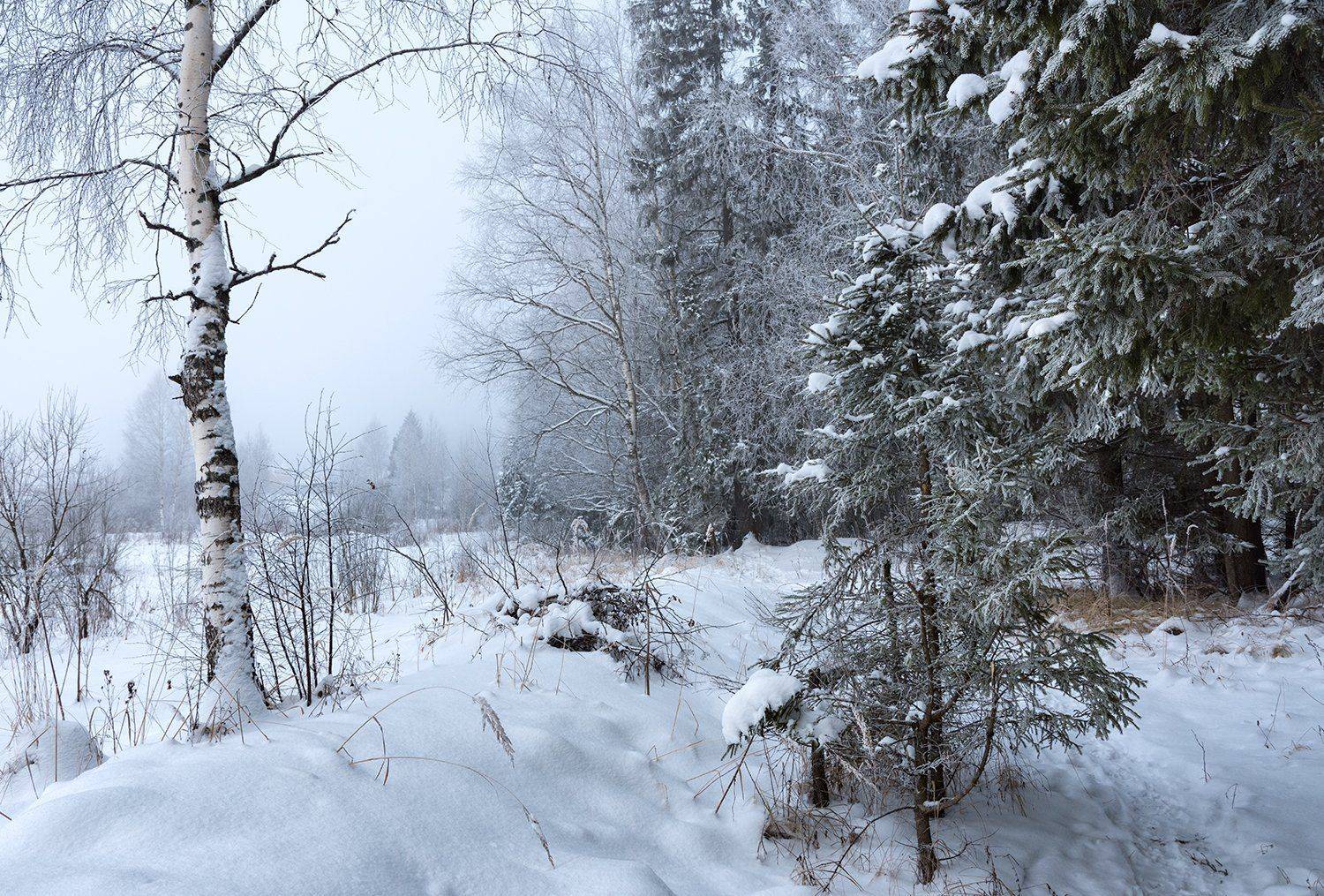 , Дмитрий Асеев