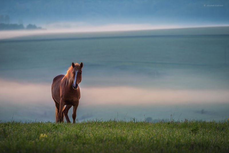 алтай, пейзаж, лето, рассвет, туман, лошади Алтайское утро... фото превью
