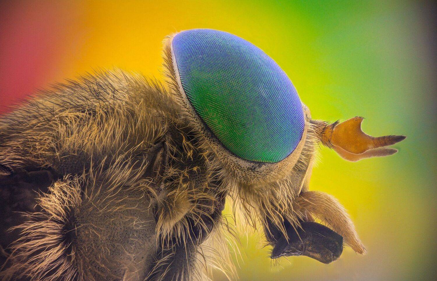 ceclii, macro, extrememacro, Tsvetan Ganev