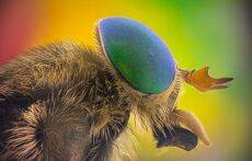 Слепень / Horsefly