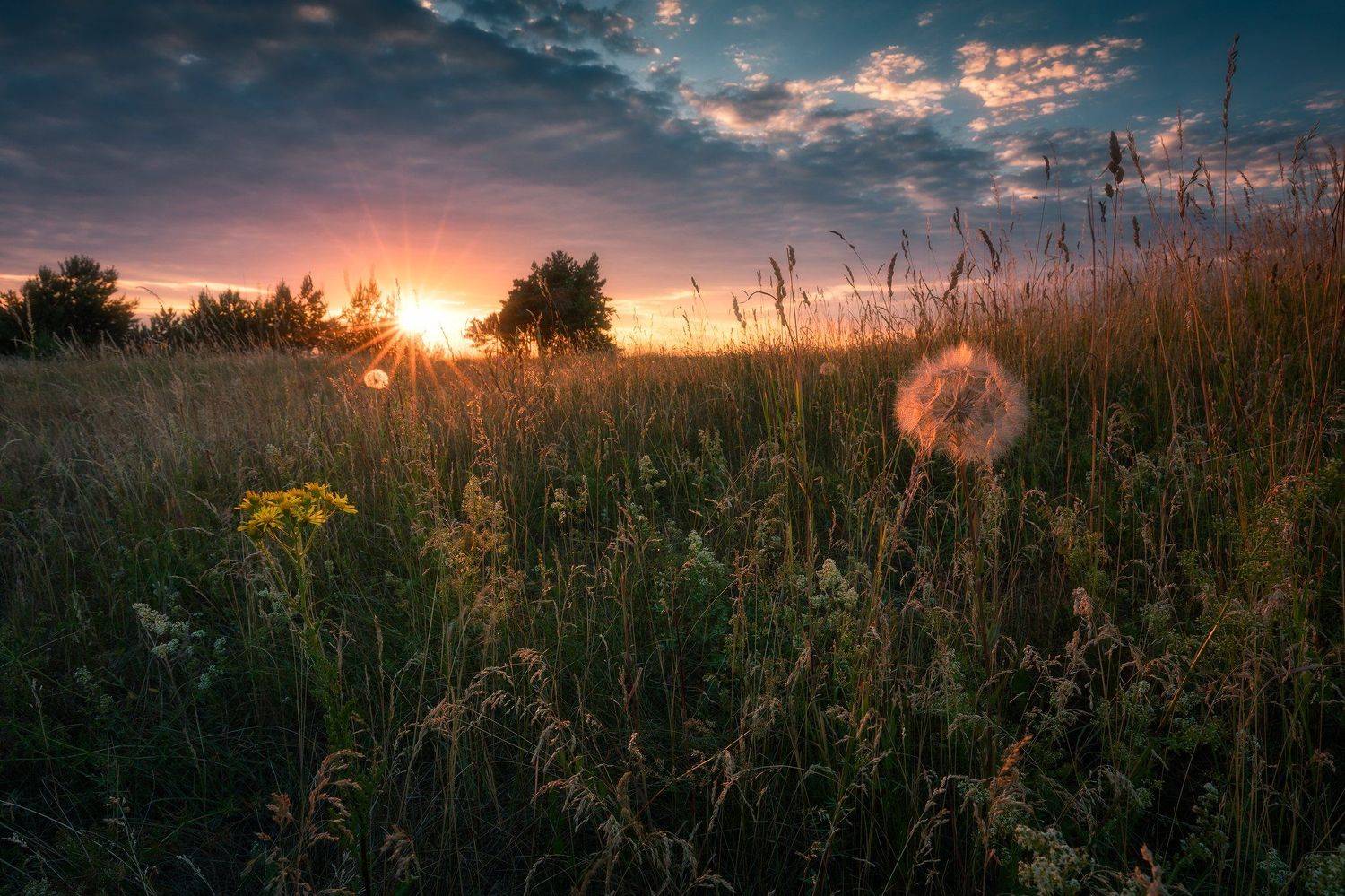 meadow spring wildflowers flowers sunset sky clouds colors mood poland podlasie, Maciej Warchoł