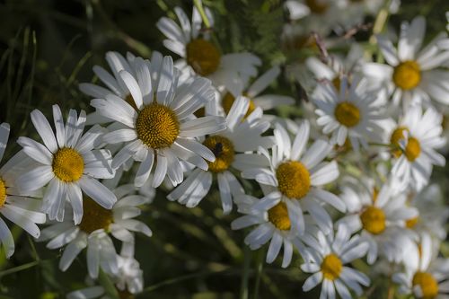 Ромашковое лето