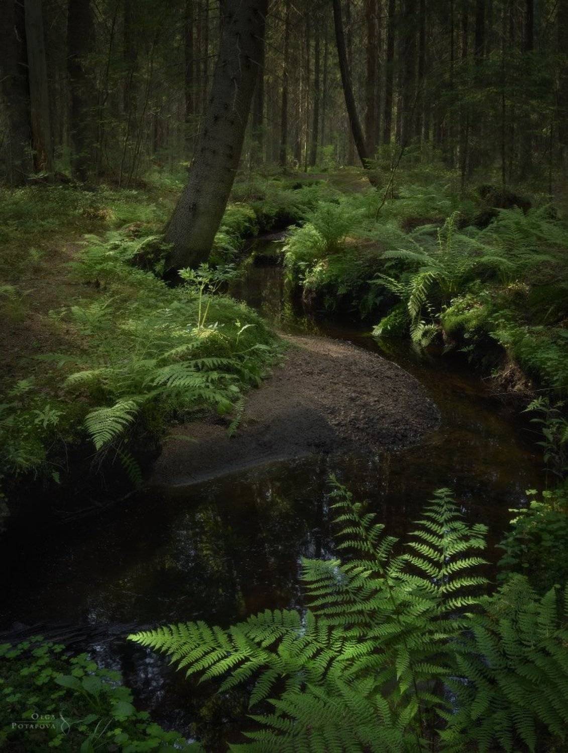 ручей, лес, сказочный лес, ели, ёлки, папоротник, рощино, ленинградская область, зелень, лето, Степаненко Ольга