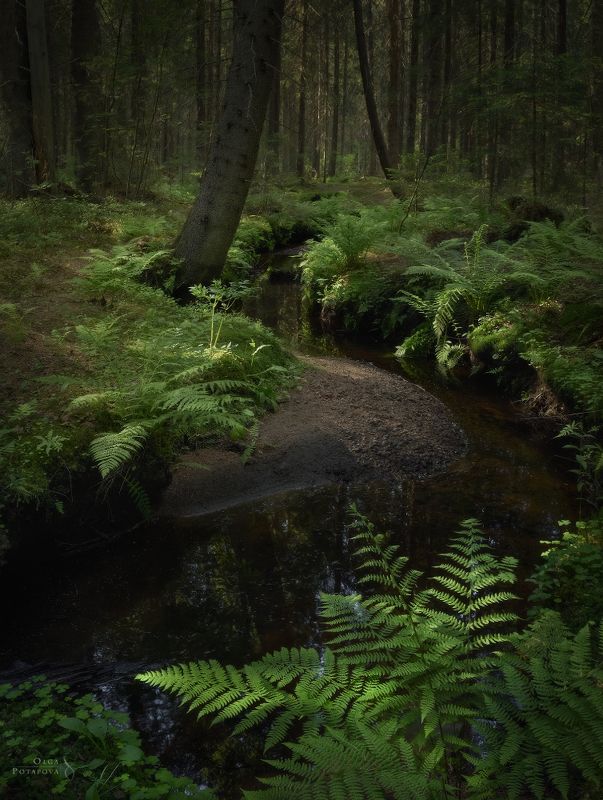 ручей, лес, сказочный лес, ели, ёлки, папоротник, рощино, ленинградская область, зелень, лето Чудесный ручей фото превью