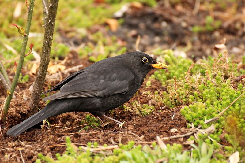 природа, птицы, дрозд, черный дрозд Черный дрозд фото превью