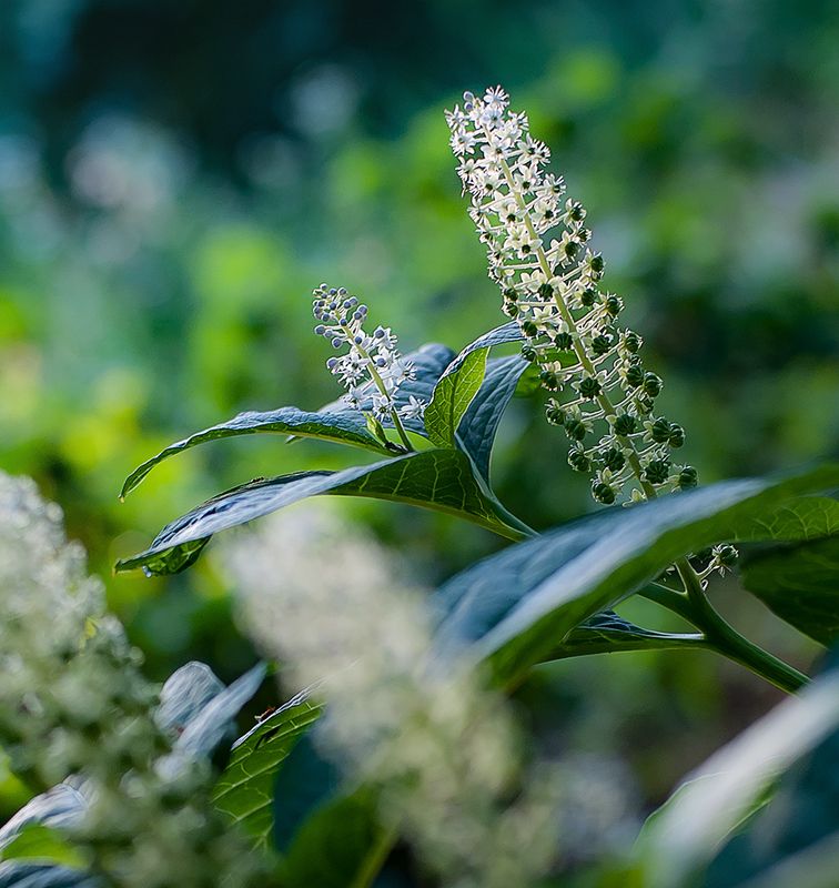 *** фото превью
