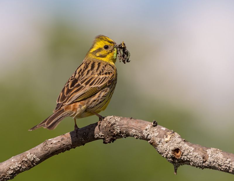 овсянка обыкновенная овсянка фото превью