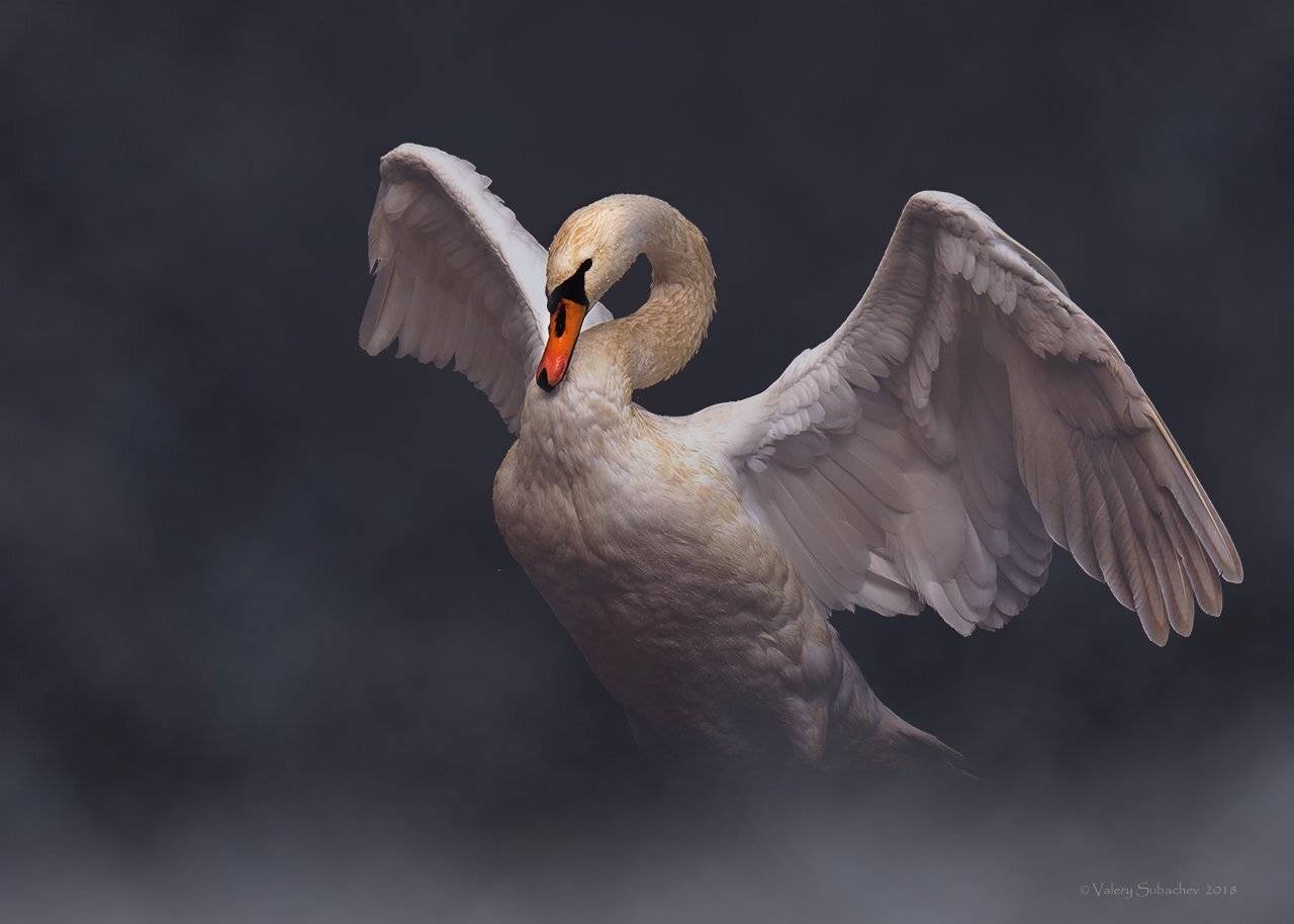 , Валерий Субачев