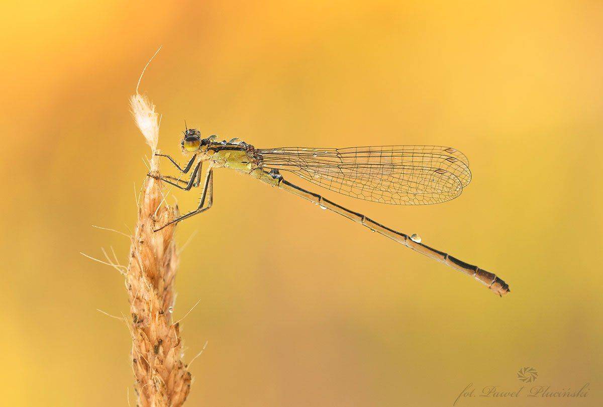 , Pawel Plucinski