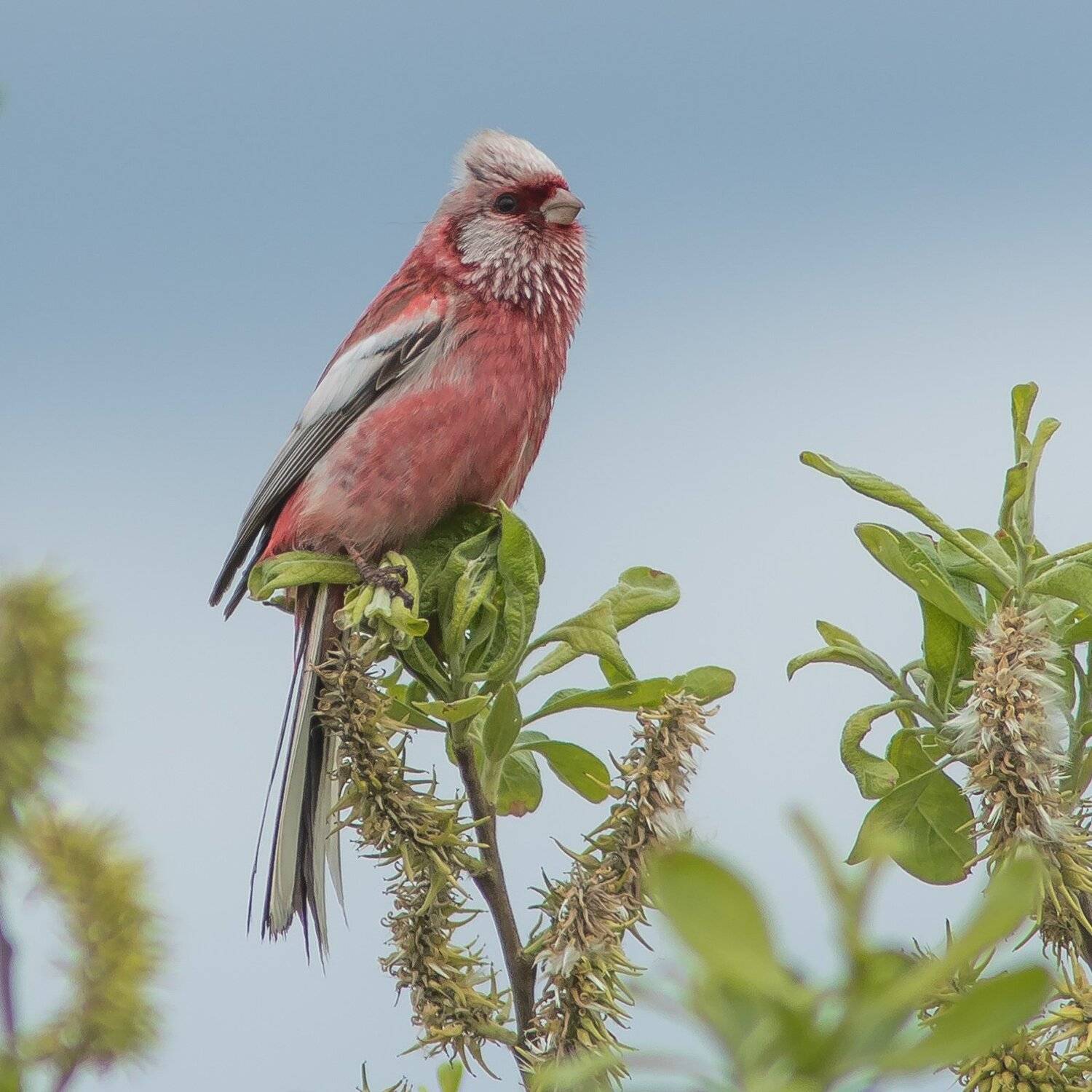 урагус, Суслов Дмитрий