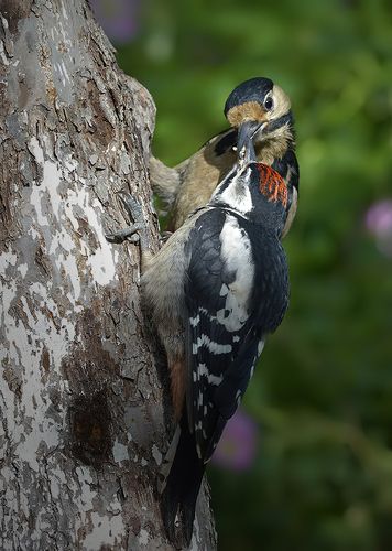 Вечно голодный...