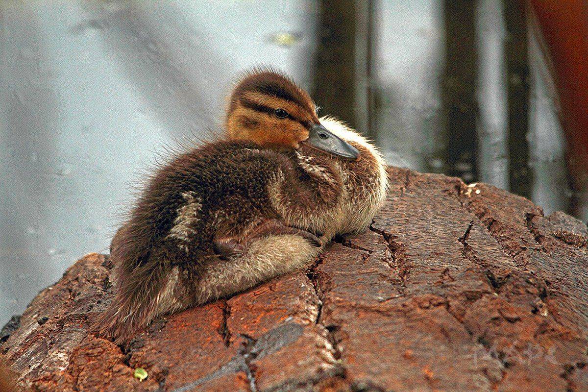 животные птицы лето птица утенок, Шангареев Марс