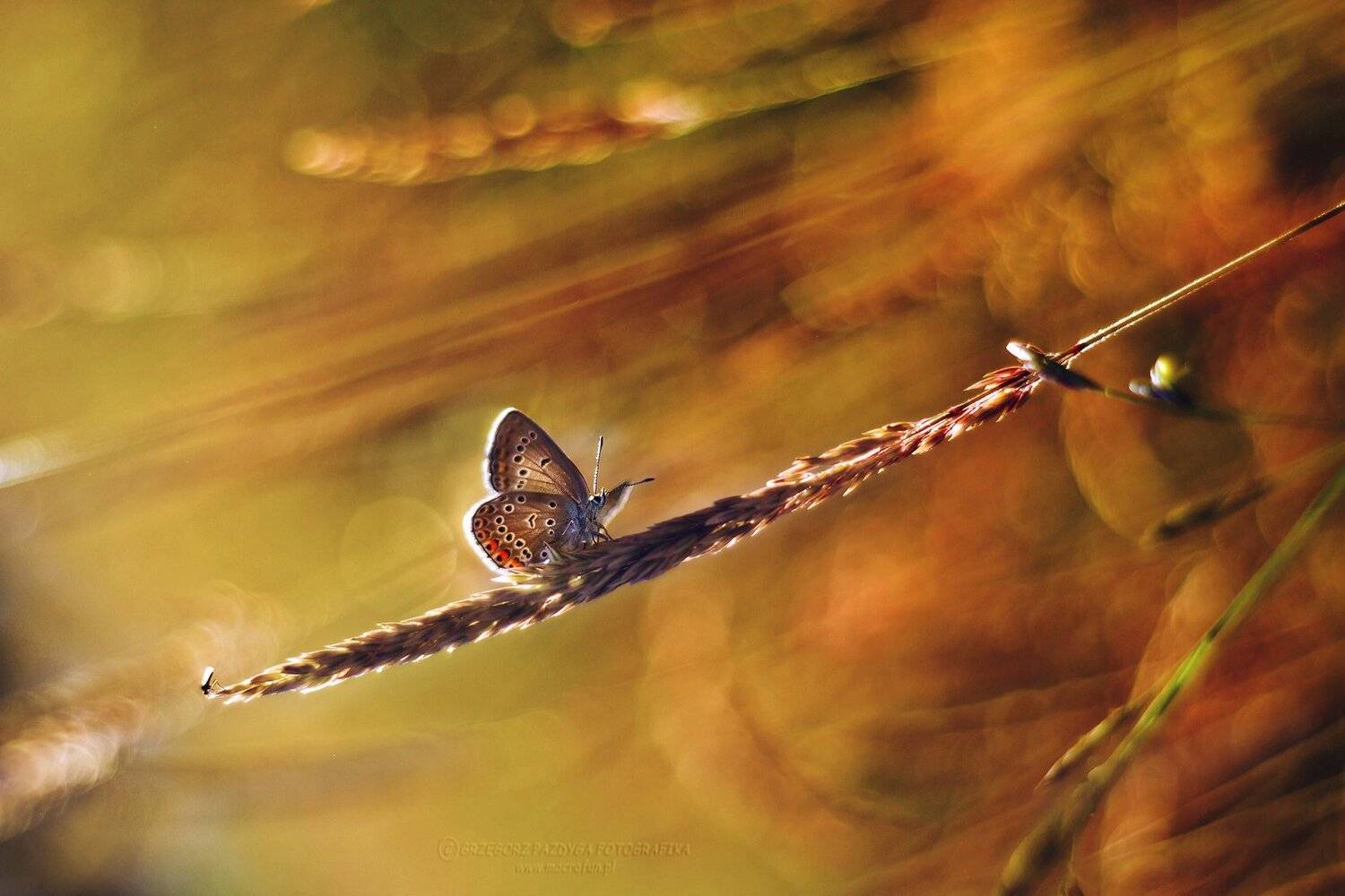 , Grzegorz macrofun Pazdyga