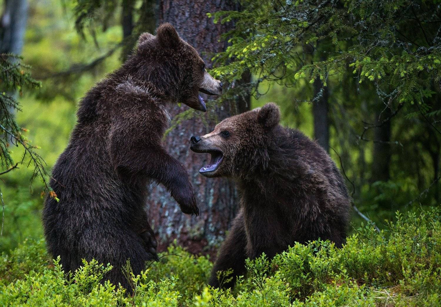 , Сергей Урядников