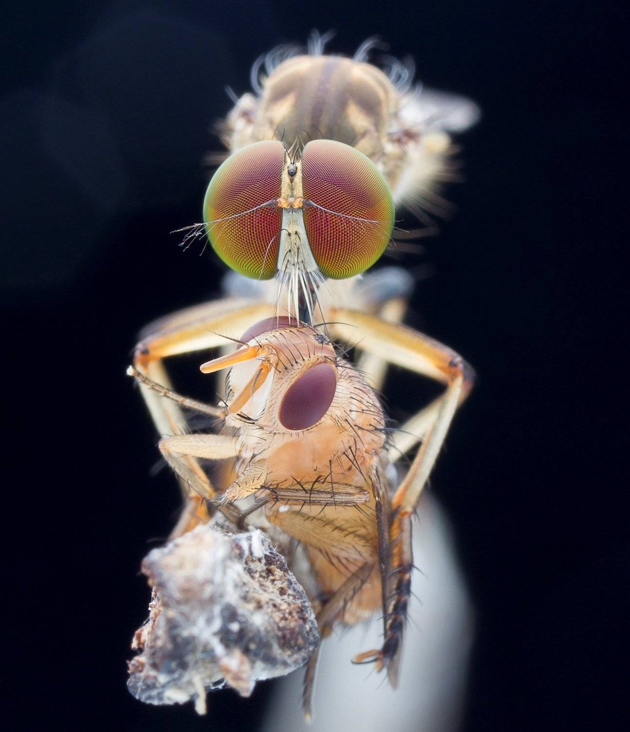 #macro#robberfly#prey#colors, Choo How Lim