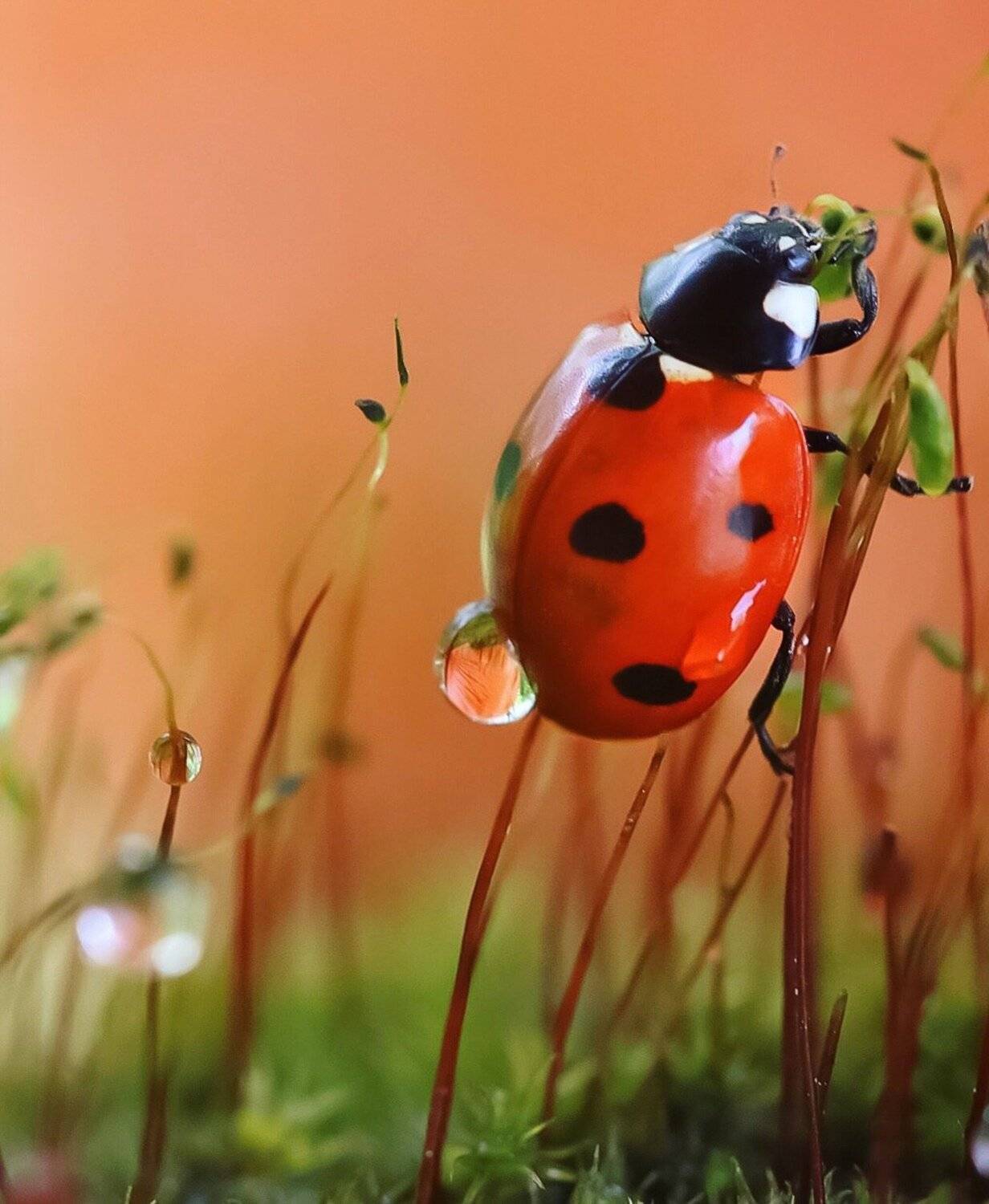божья коровка, макро, мох, macro, macroclique, macronature, ladybug, природа, drops, капли, macros, nature, beauty, beautiful , Людмила Гудина