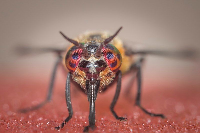 модная муха фото превью