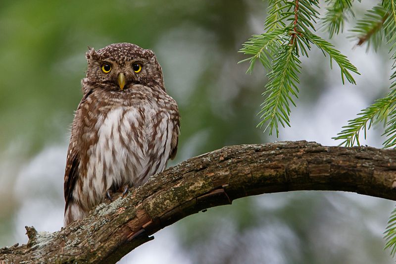 воробьиный сычик, сова, pygmy owl Ушастый сычик фото превью