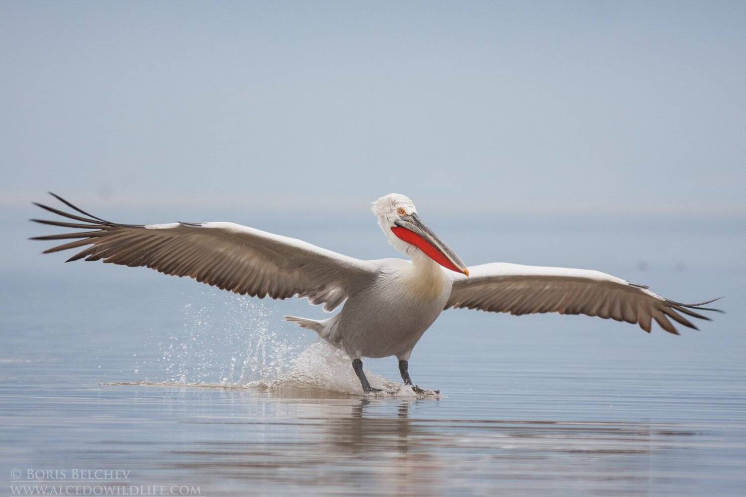 , Борис Белчев