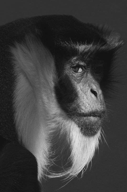 Diana Monkey фото превью