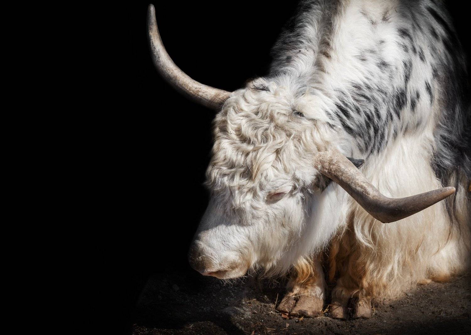 як, Олег Богданов